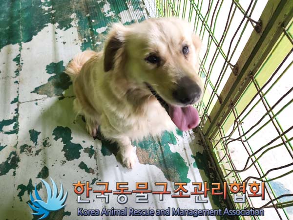 종료(입양) 골든 …
