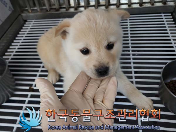 종료(안락사) 믹스…