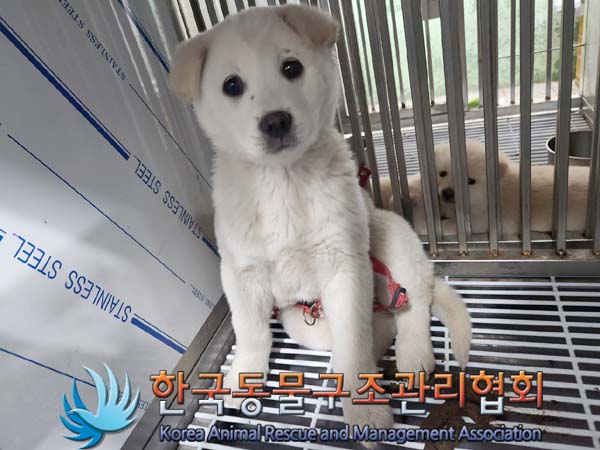 종료(입양) 믹스견…