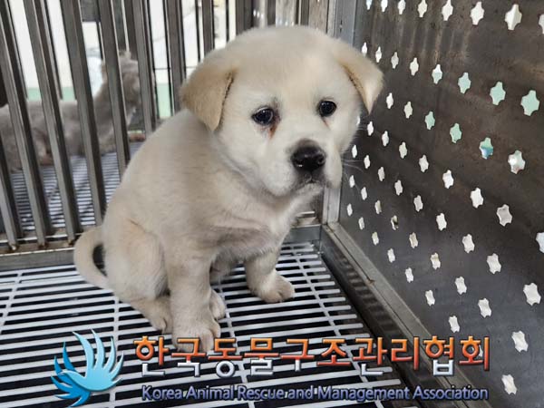종료(안락사) 믹스…