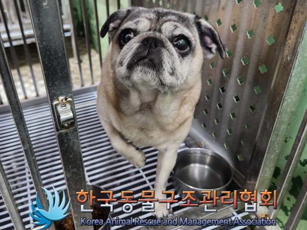 종료(반환) 퍼그의…