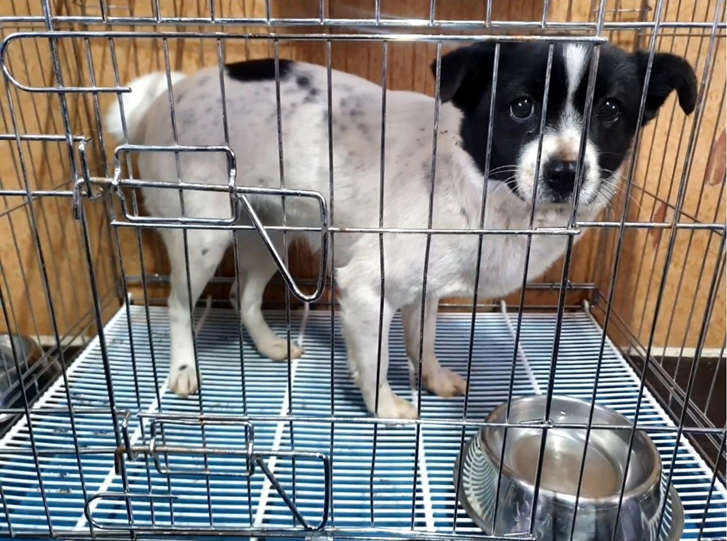 삼척시동물보호센터_442424202400013