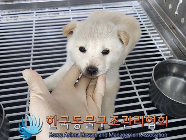 종료(안락사) 믹스…