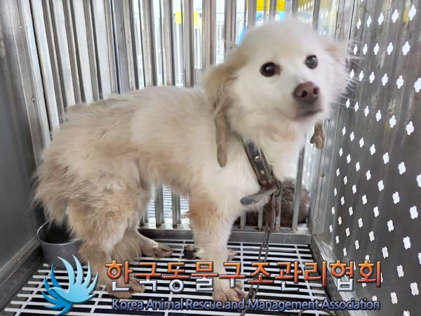 한국동물구조관리협회_441559202400008