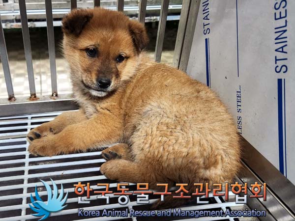 종료(입양) 믹스견…