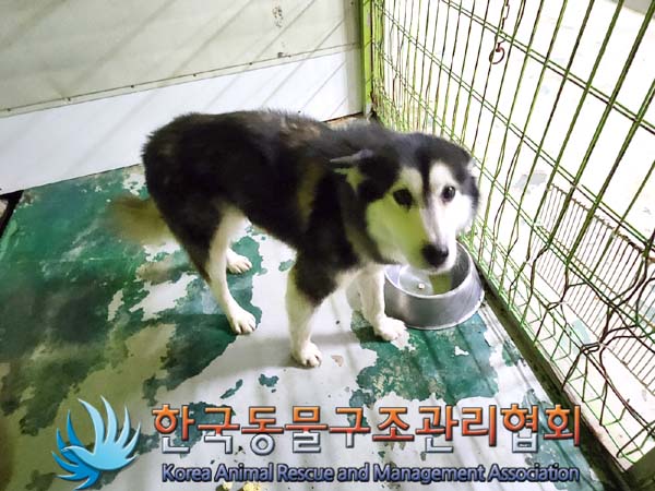 종료(안락사) 시베…