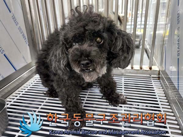 한국동물구조관리협회_441382202400009