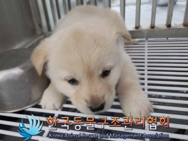 종료(입양) 믹스견…
