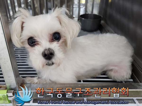 종료(안락사) 말티…