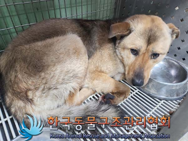종료(반환) 믹스견…