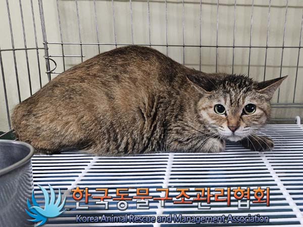 종료(안락사) 한국…