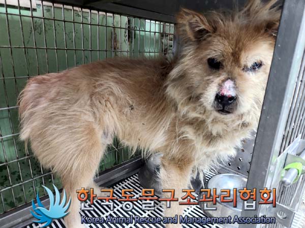 종료(안락사) 믹스…