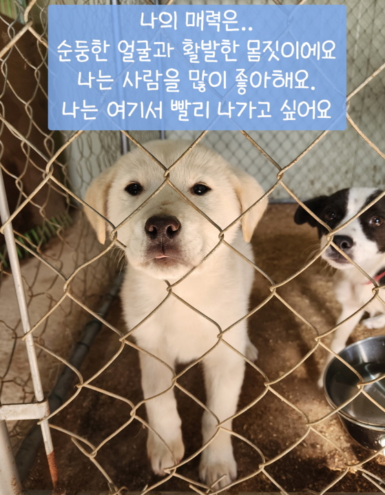 보호중 믹스견의 가…