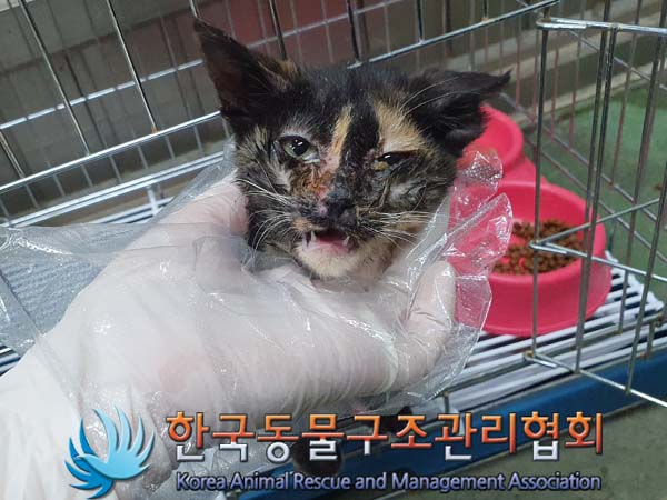 종료(자연사) 한국…