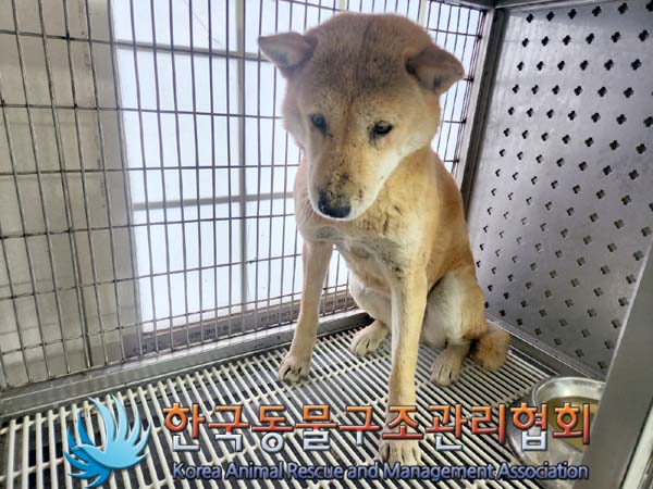 한국동물구조관리협회_441406202400041