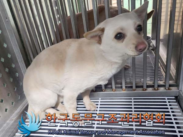 종료(안락사) 믹스…
