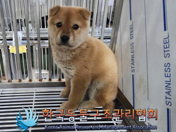 종료(안락사) 믹스…