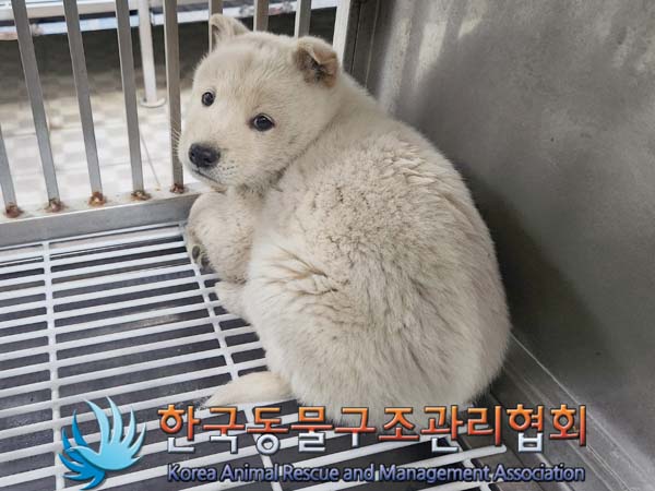 종료(안락사) 믹스…