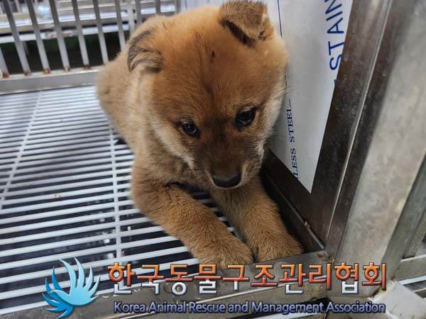 종료(안락사) 믹스…