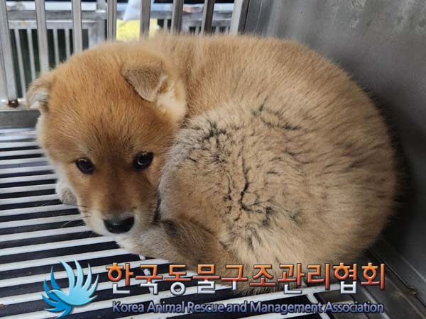 한국동물구조관리협회_441406202400042