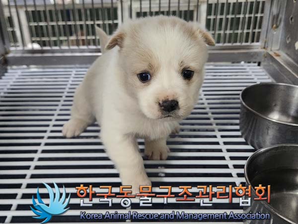 한국동물구조관리협회_441559202400011