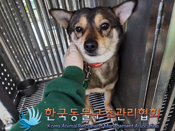 종료(안락사) 믹스…