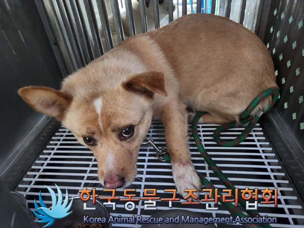 한국동물구조관리협회_441392202400005