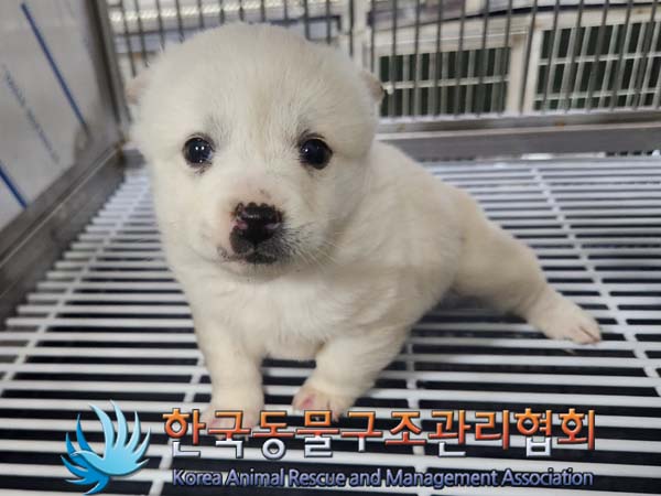 한국동물구조관리협회_441559202400010