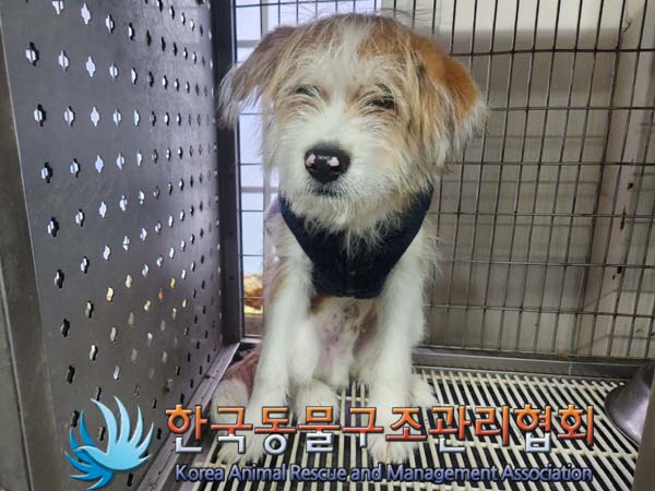한국동물구조관리협회_441409202400026