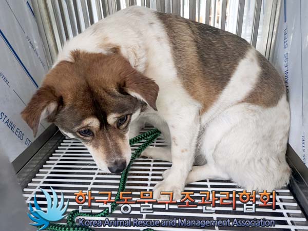한국동물구조관리협회_441392202400006