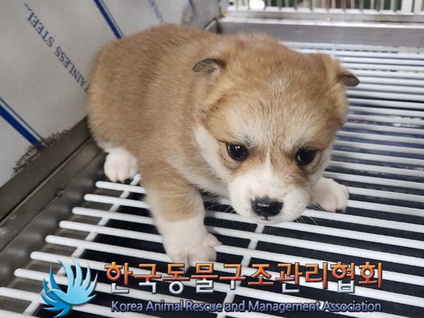 한국동물구조관리협회_441559202400009