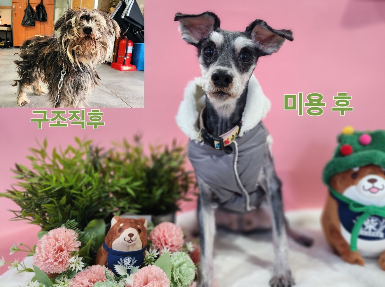(사)영일동물플러스_447502202301851