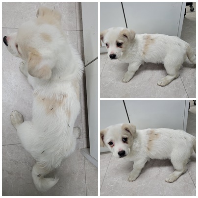 논산시 동물보호센터_444454202400018