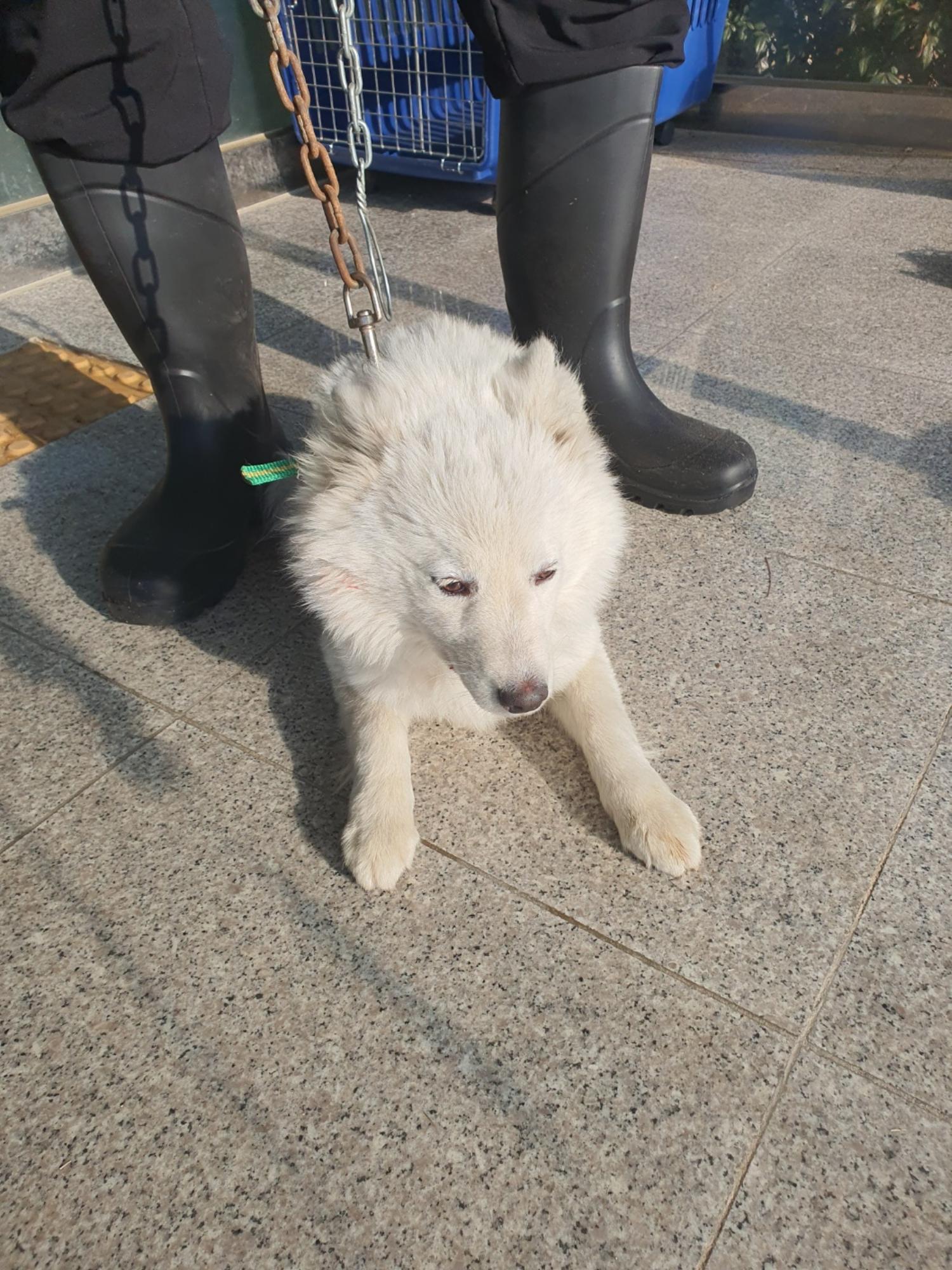 구미시 동물보호센터_447508202400014