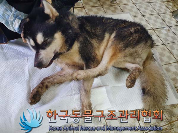한국동물구조관리협회_441559202400013