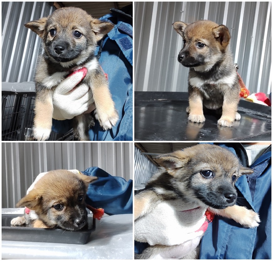 무안군유기동물보호소_446495202400002