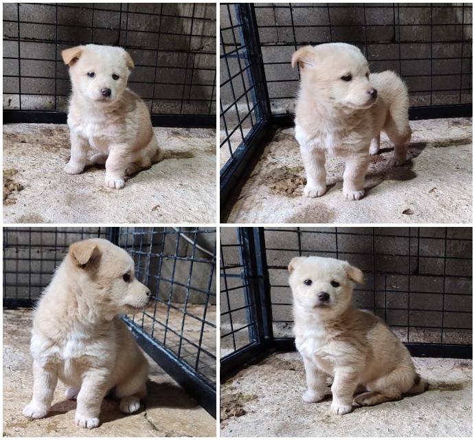 무안군유기동물보호소_446495202400004