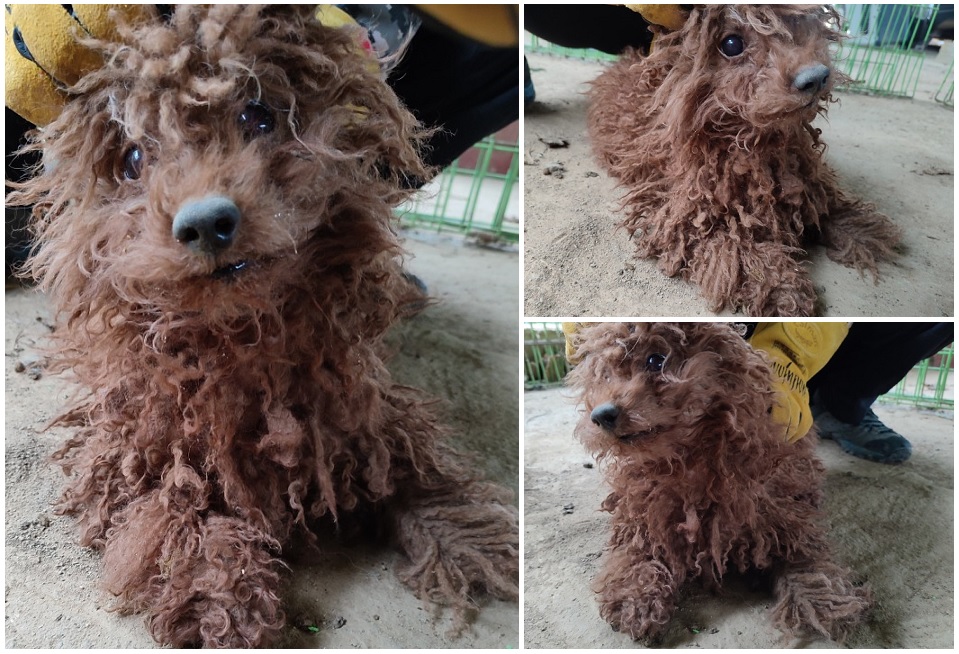 무안군유기동물보호소_446495202400015