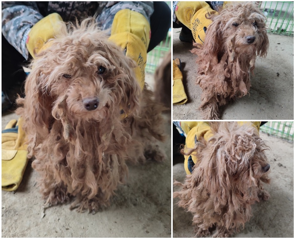 무안군유기동물보호소_446495202400031