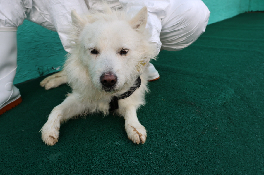 제주 동물보호센터_450650202400096