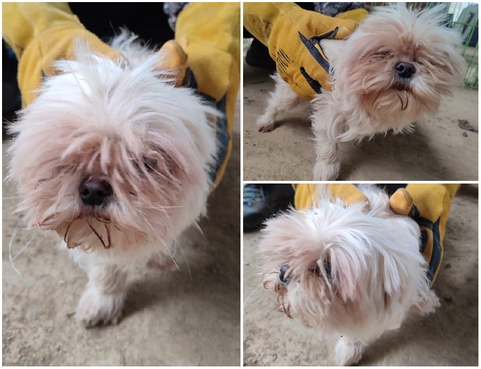 무안군유기동물보호소_446495202400028