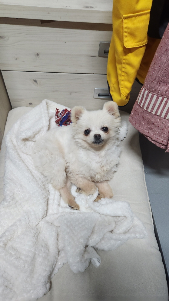 종료(입양) 포메라…