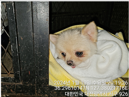 대전동물보호센터_430366202400007
