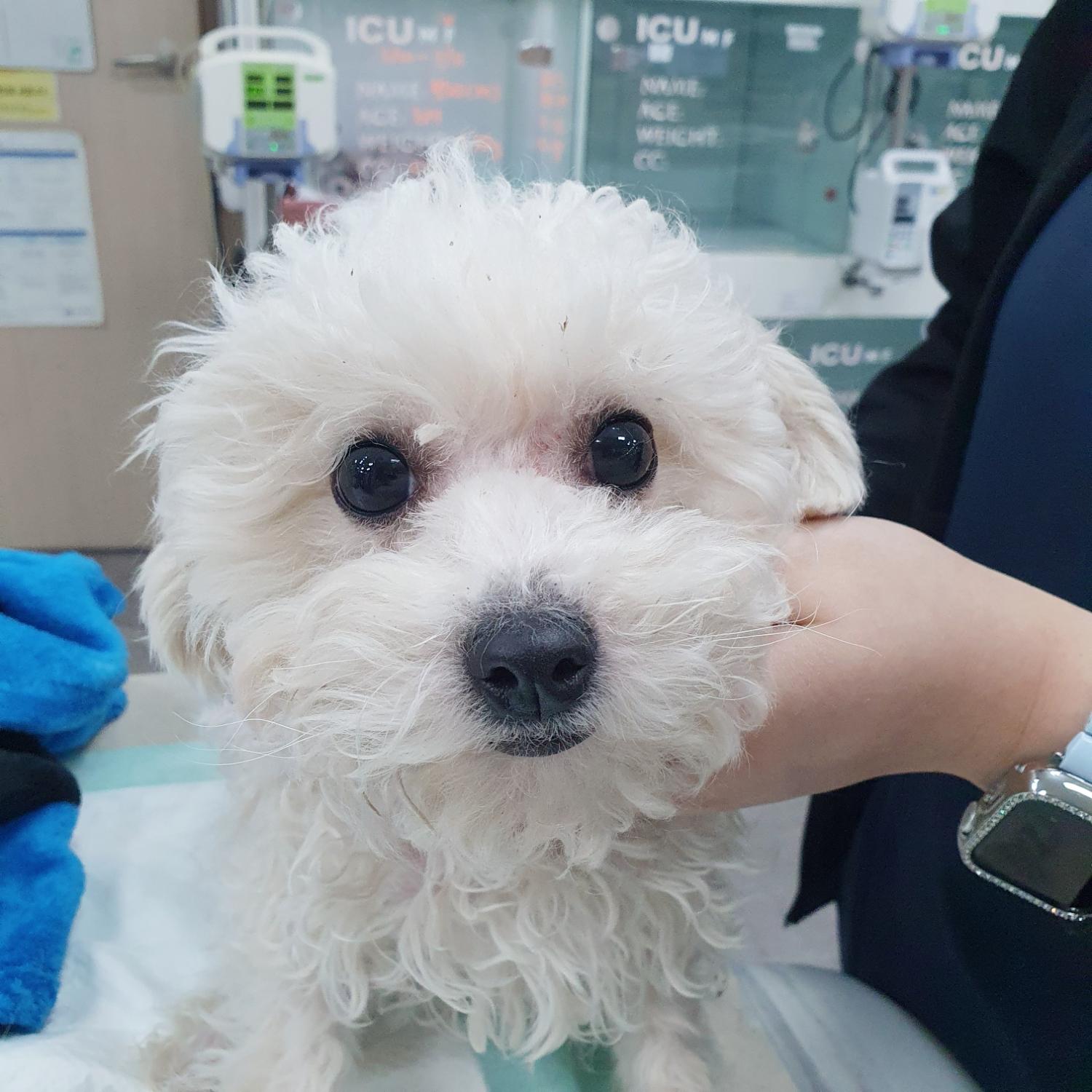 24시아이동물메디컬_441386202400007