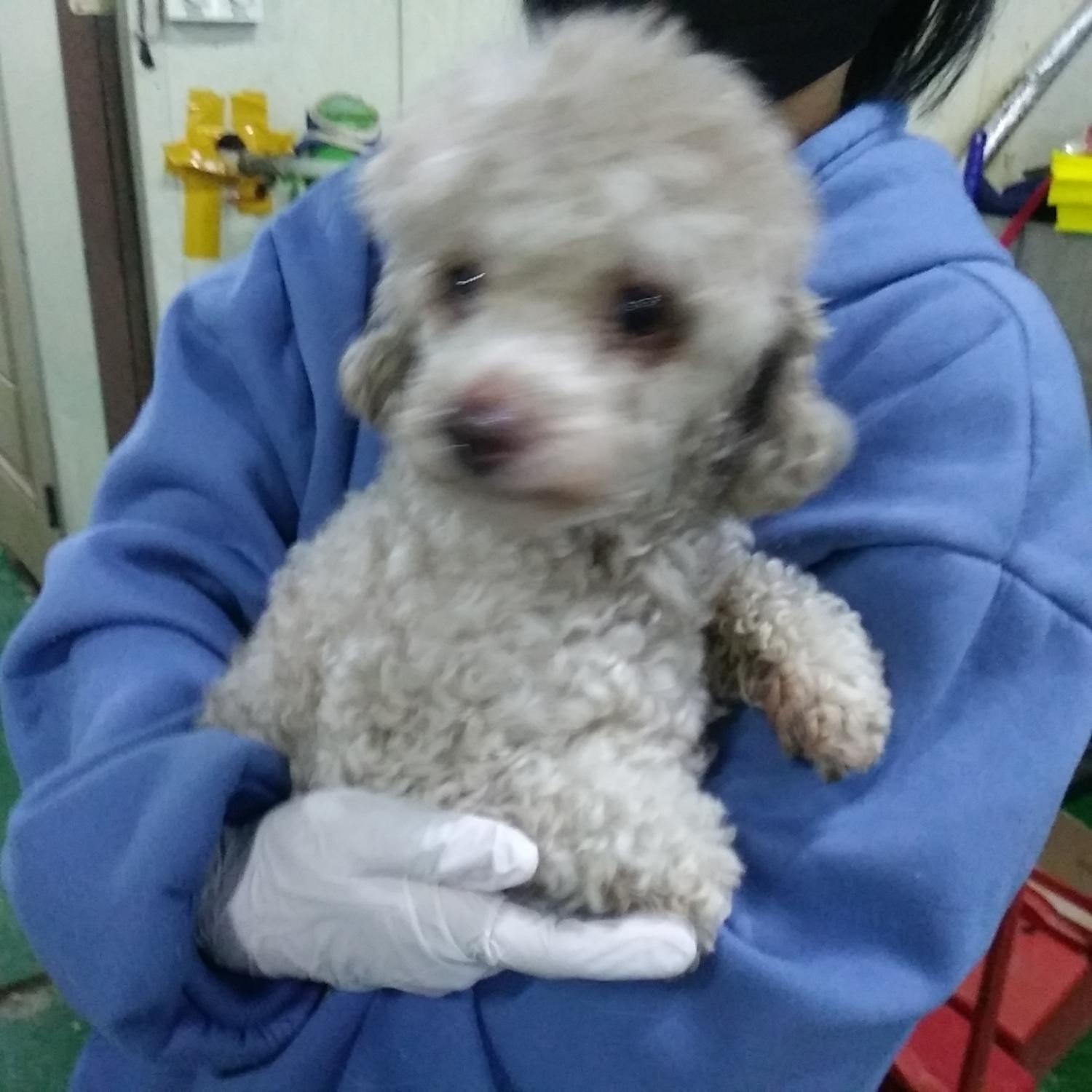 인천광역시수의사회_428353202400010