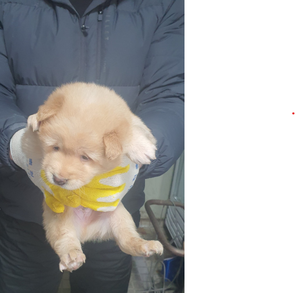 김천시 동물보호센터_447506202400007