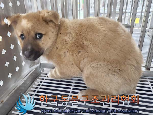 한국동물구조관리협회_441409202400029