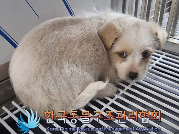 한국동물구조관리협회_441392202400010