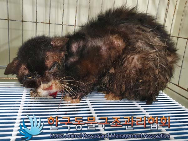 종료(안락사) 한국…
