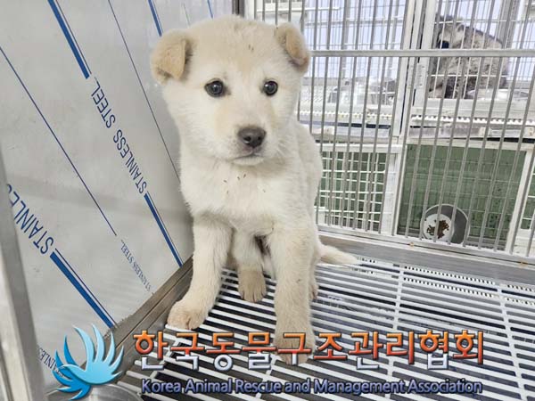 한국동물구조관리협회_441560202400019